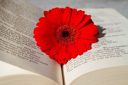CCO0_Buch_Blume