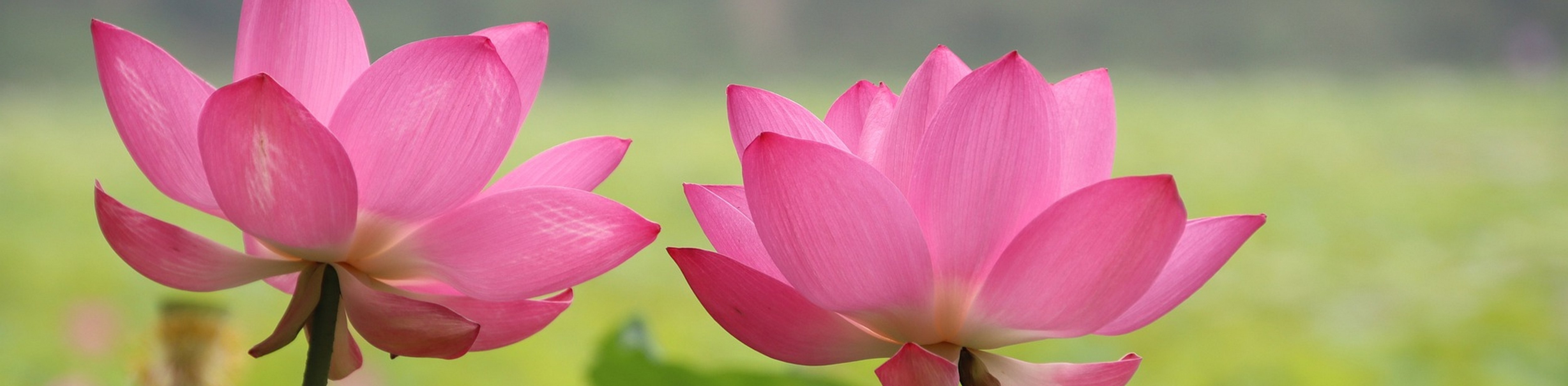 lotuses-6465002_2600_640